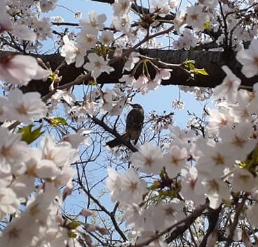 f:id:sakuraneko358:20200403003123j:plain f:id:sakuraneko358:20200403003123j:plain