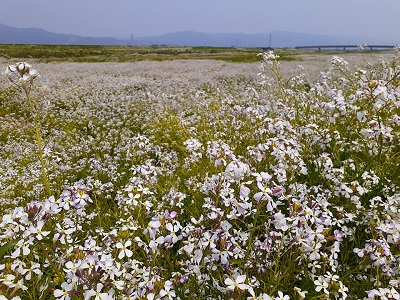 f:id:sakuraneko358:20200410234939j:plain f:id:sakuraneko358:20200410234939j:plain