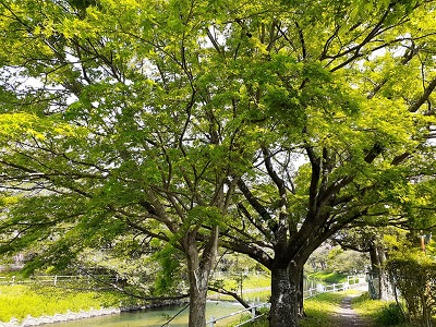 f:id:sakuraneko358:20200418221159j:plain