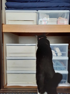 f:id:sakuraneko358:20200420215041j:plain