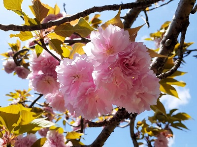 f:id:sakuraneko358:20200422223350j:plain