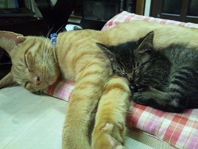 f:id:sakuraneko358:20200422223525j:plain