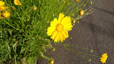 f:id:sakuraneko358:20200512215858j:plain f:id:sakuraneko358:20200512215858j:plain