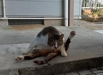 f:id:sakuraneko358:20200909002313j:plain