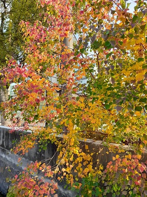 f:id:sakuraneko358:20201119002831j:plain