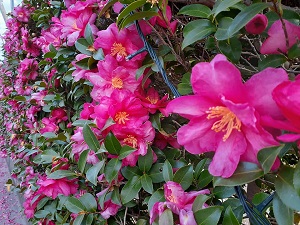 f:id:sakuraneko358:20201210233727j:plain