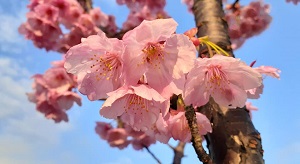 f:id:sakuraneko358:20210316230250j:plain