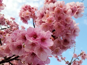 f:id:sakuraneko358:20210316230309j:plain