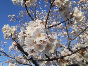 f:id:sakuraneko358:20210322234128j:plain