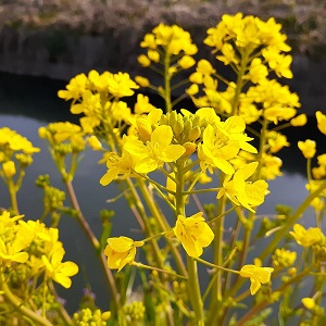 f:id:sakuraneko358:20220128234747j:plain