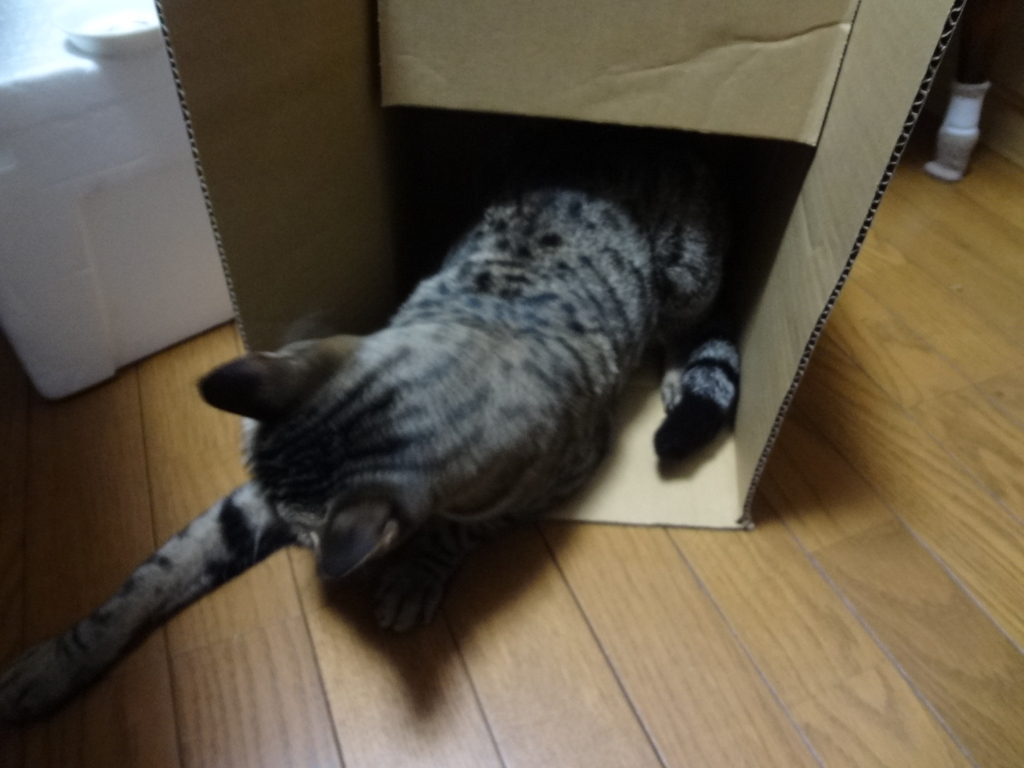 f:id:sakuranomikoto:20180124120812j:plain f:id:sakuranomikoto:20180124120812j:plain