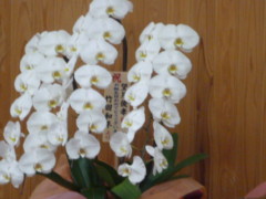 f:id:sakurasaku2005:20090531095750j:image:right