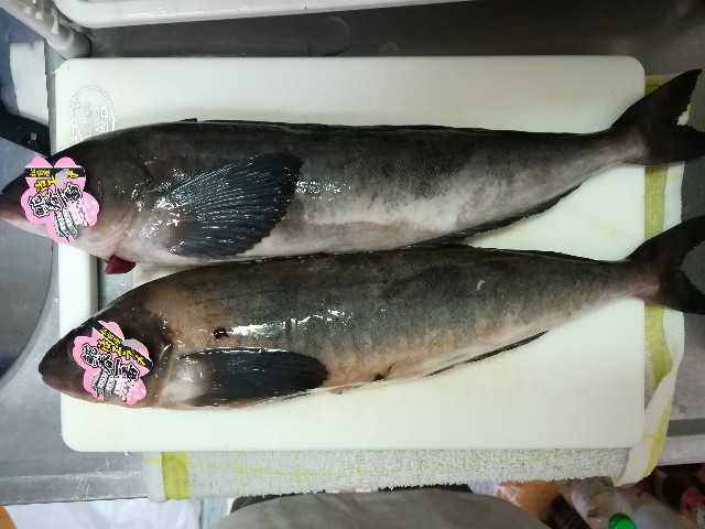 f:id:sakurashrimp26:20180403220310j:image f:id:sakurashrimp26:20180403220310j:image