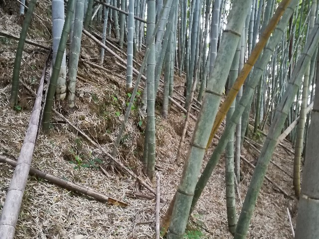 f:id:sakurashrimp26:20180501025333j:image f:id:sakurashrimp26:20180501025333j:image