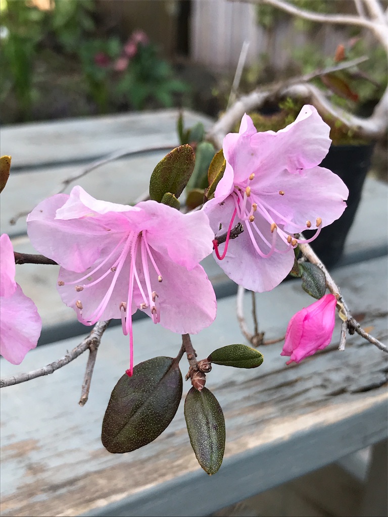 f:id:sakuraya225:20190511140658j:image f:id:sakuraya225:20190511140658j:image