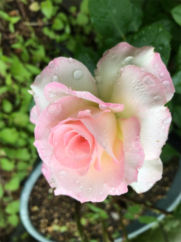 f:id:sakuraya225:20190704182922j:image f:id:sakuraya225:20190704182922j:image