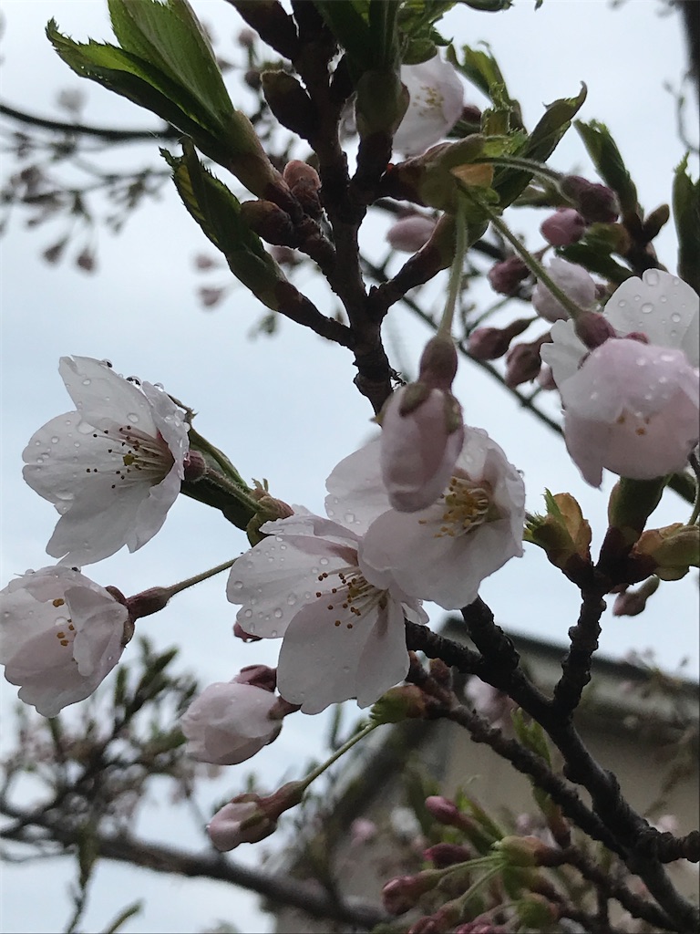 f:id:sakuraya225:20200504122229j:image f:id:sakuraya225:20200504122229j:image