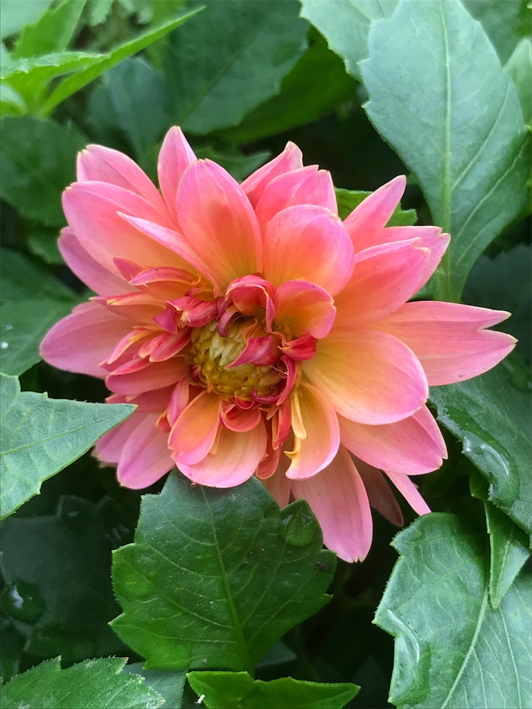 f:id:sakuraya225:20201004084709j:image f:id:sakuraya225:20201004084709j:image