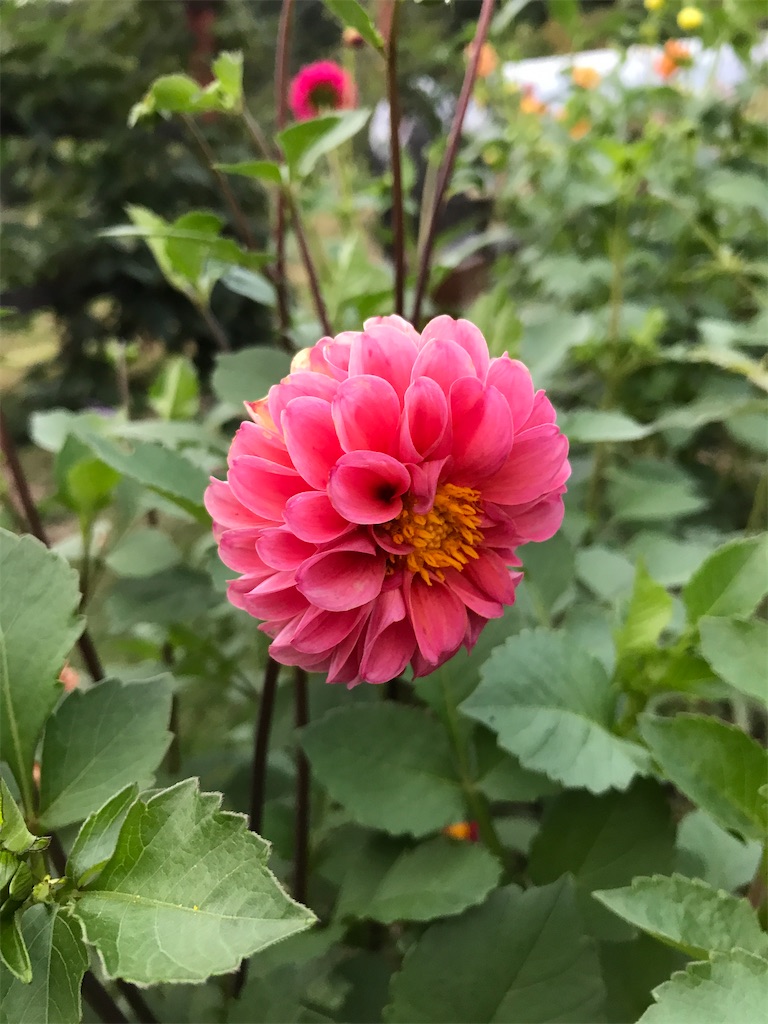 f:id:sakuraya225:20201004085125j:image f:id:sakuraya225:20201004085125j:image