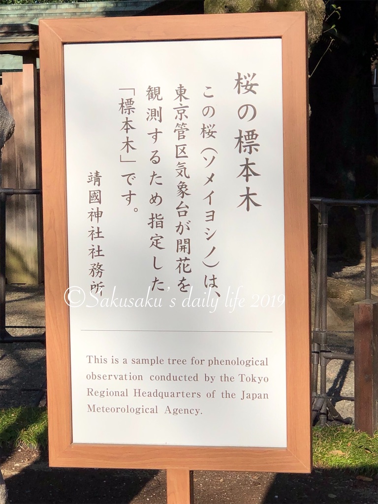 靖国神社桜の標本木1