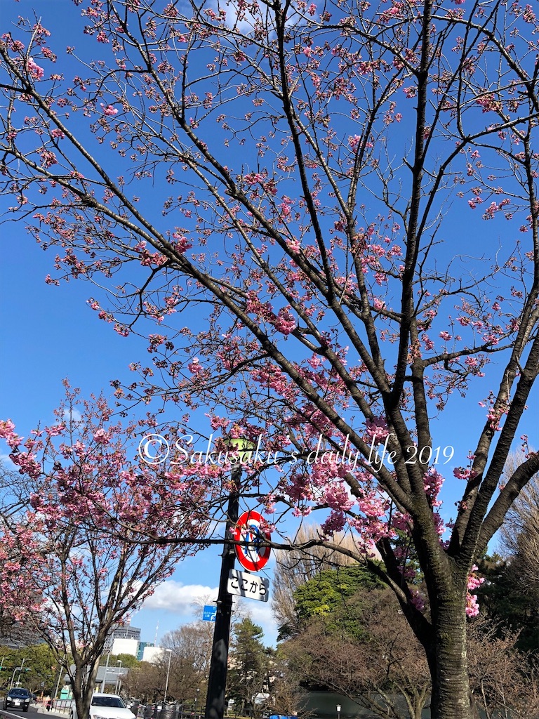 代官町通りの桜