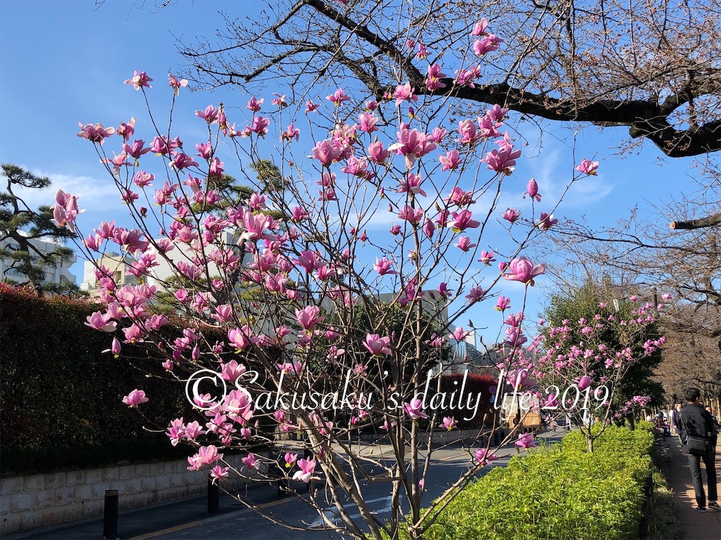千鳥ヶ淵緑道モクレン