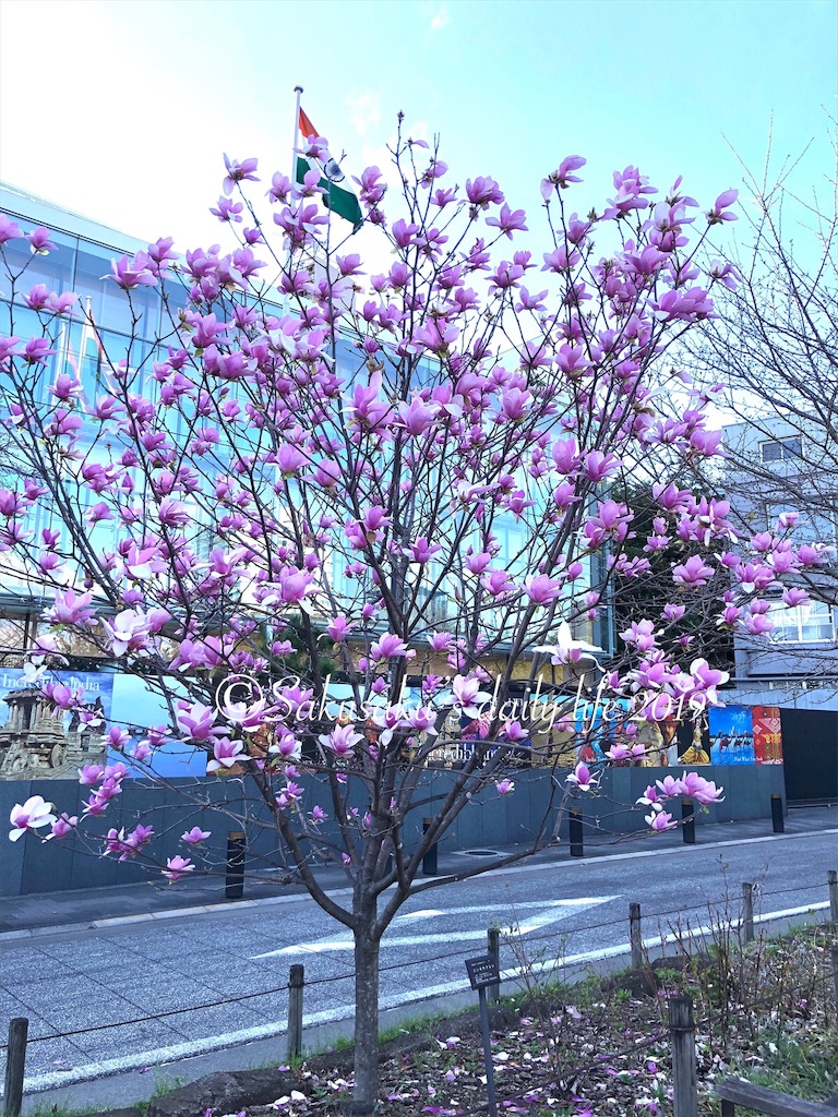 千鳥ヶ淵緑道ニシキモクレン