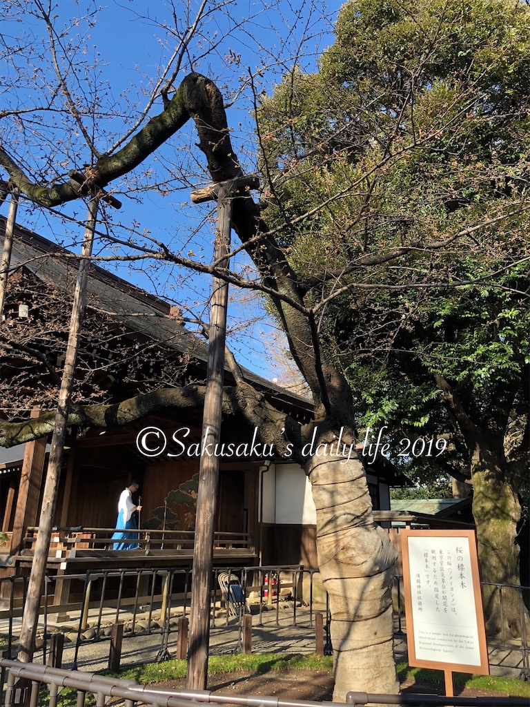 靖国神社桜の標本木2