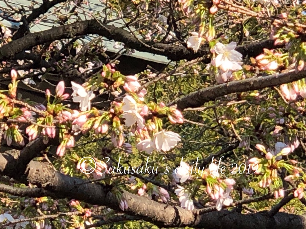 靖国神社境内の桜2