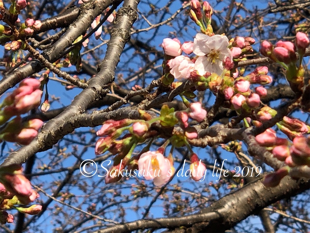 千鳥ヶ淵緑道桜開花　ソメイヨシノ