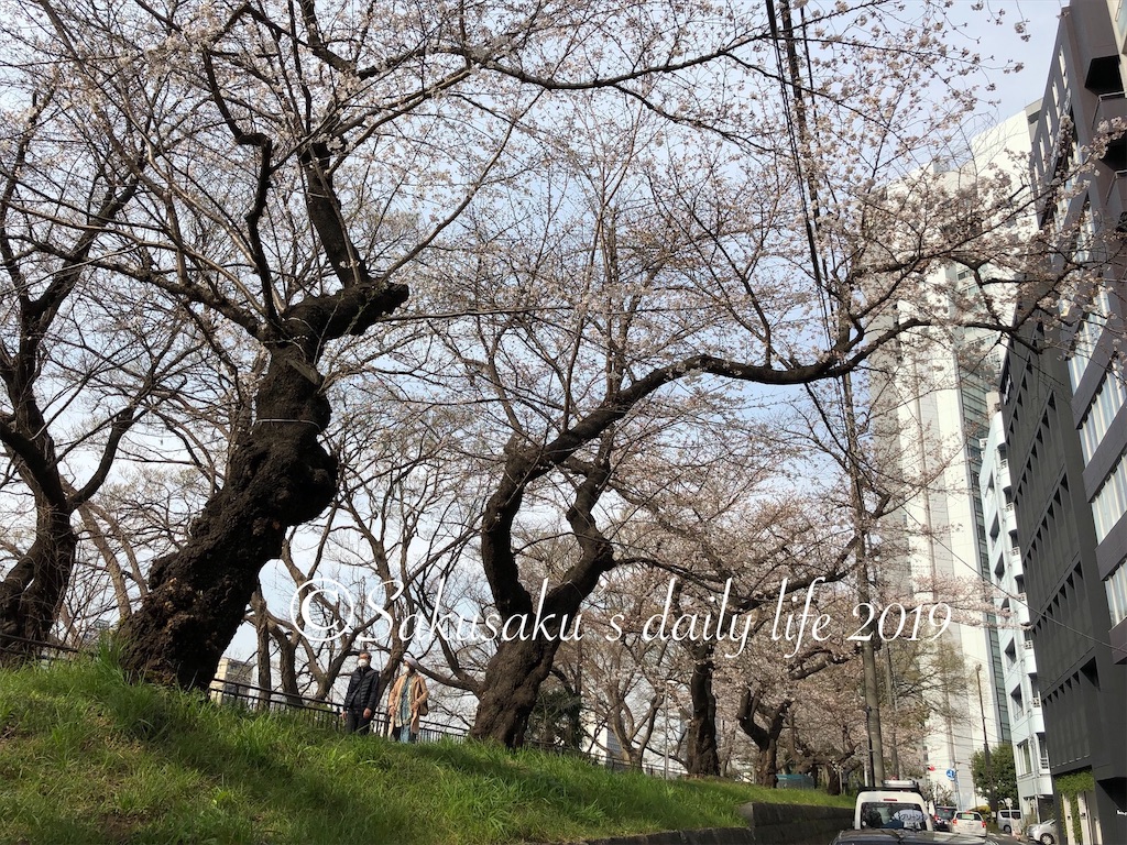 f:id:sakusaku-happy:20190326110417j:image 外濠公園 桜並木