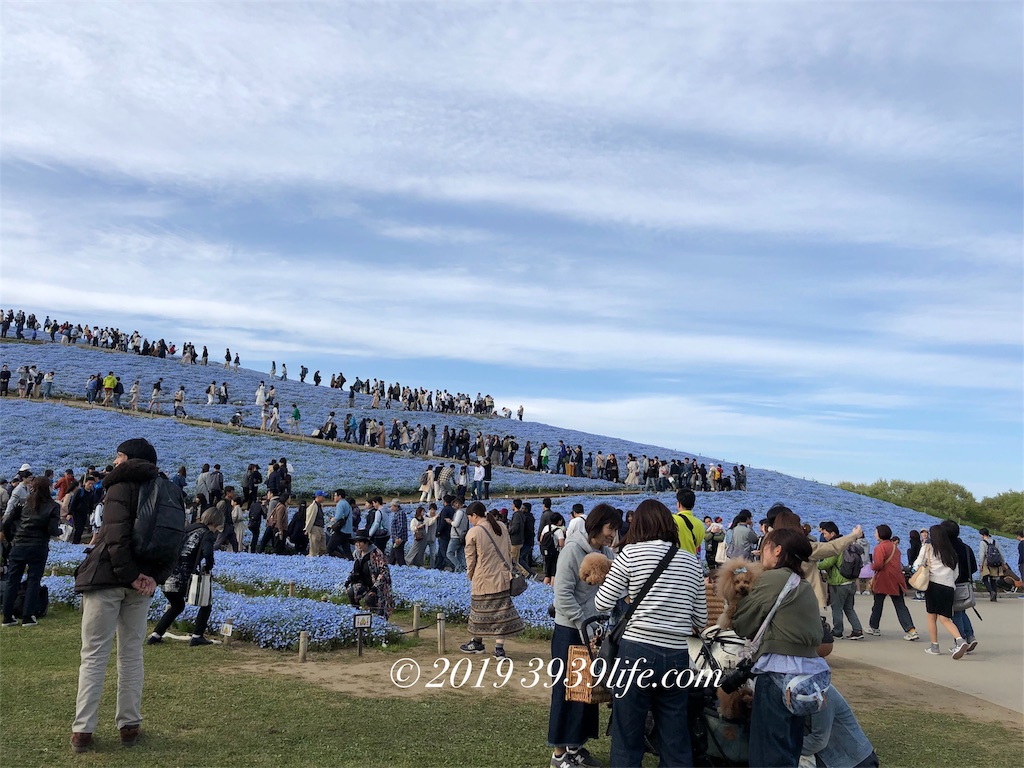 Gw超おすすめ 今が見頃 ひたち海浜公園のネモフィラとチューリップ 混雑時の駐車場アクセスも紹介 さくさくの日常 Gw超おすすめ 今が見頃 ひたち海浜公園のネモフィラとチューリップ 混雑時の駐車場アクセスも紹介 さくさくの日常