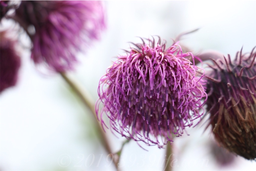 f:id:sakusaku-happy:20190820182414j:image