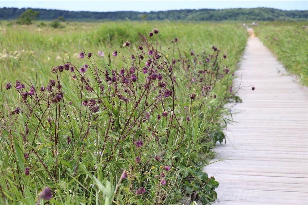 f:id:sakusaku-happy:20190820182417j:image