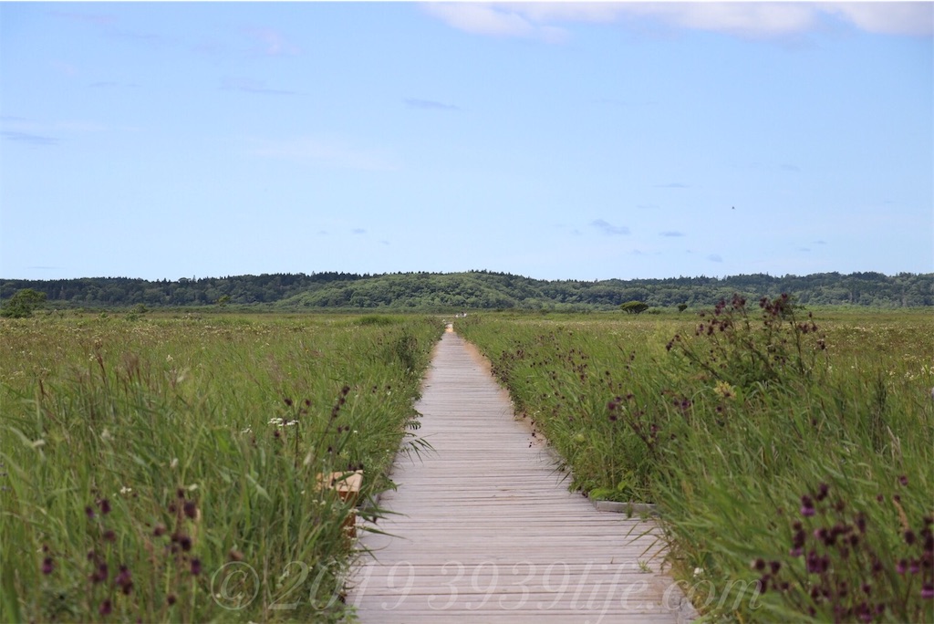 f:id:sakusaku-happy:20190820182444j:image