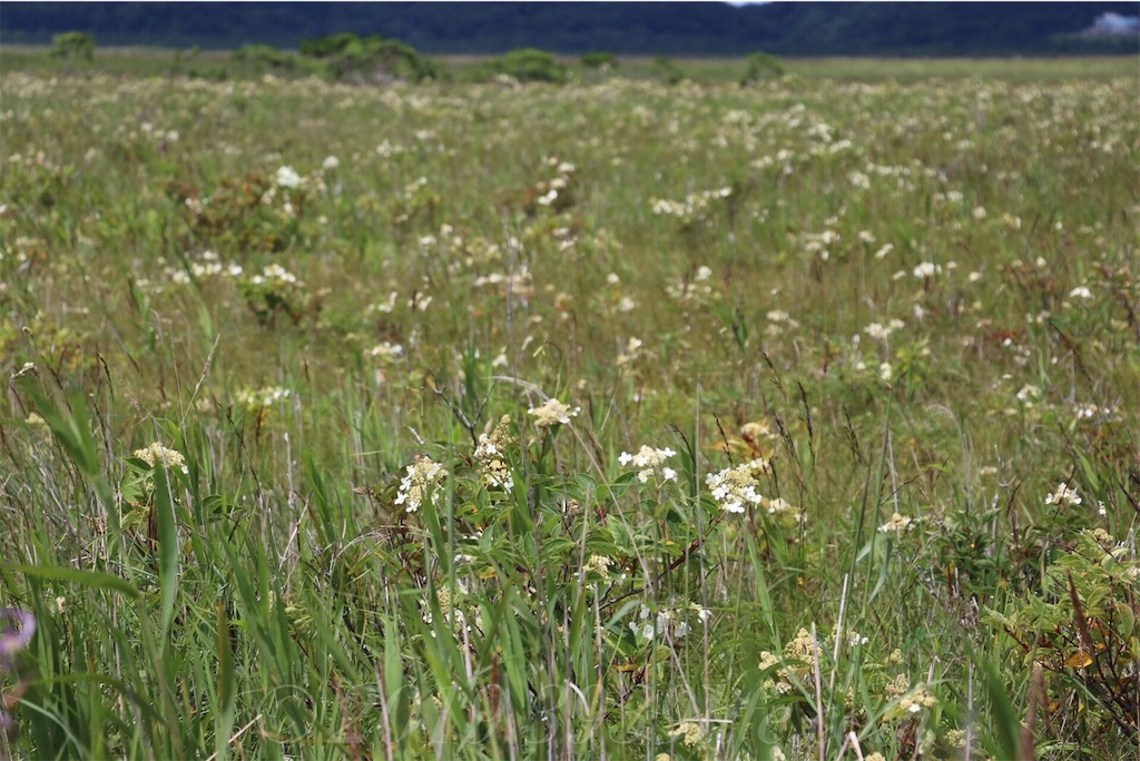 f:id:sakusaku-happy:20190820182451j:image