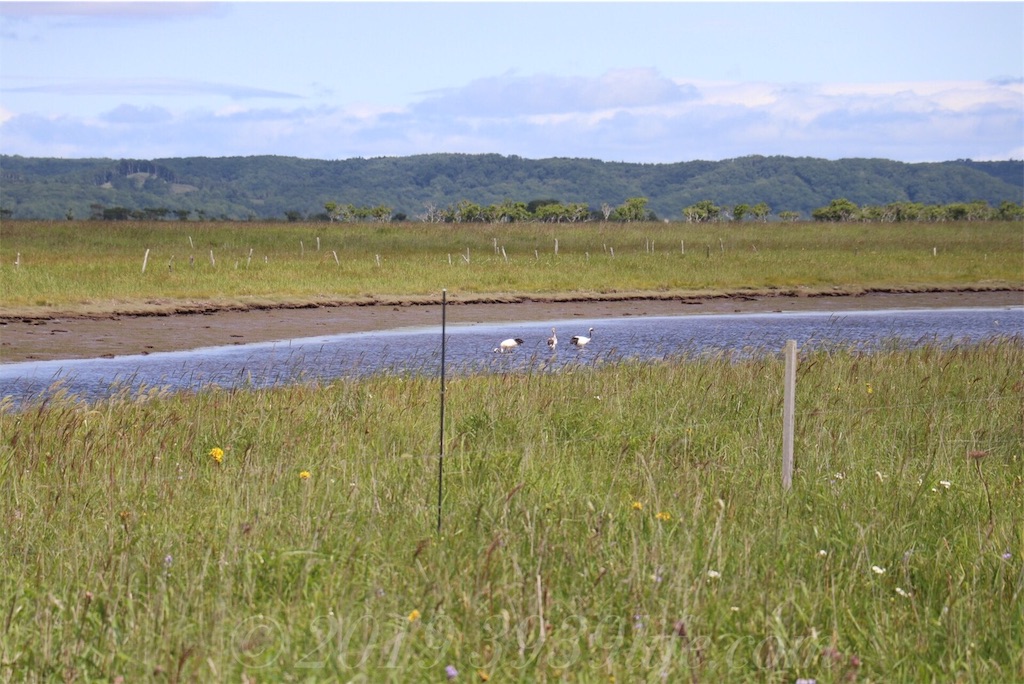 f:id:sakusaku-happy:20190820182507j:image