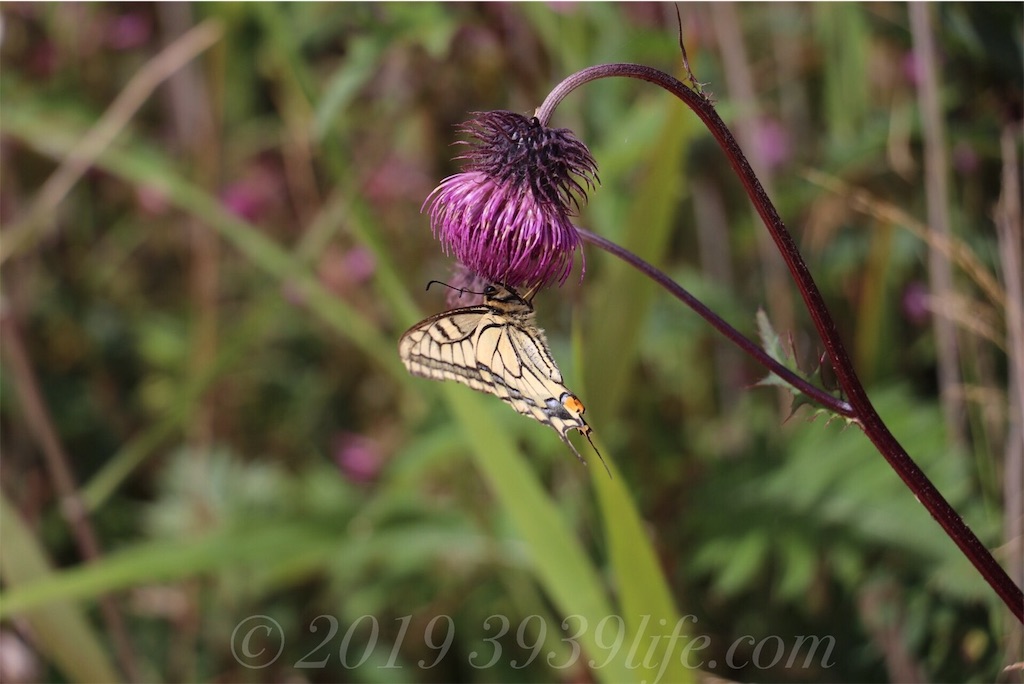 f:id:sakusaku-happy:20190820182510j:image