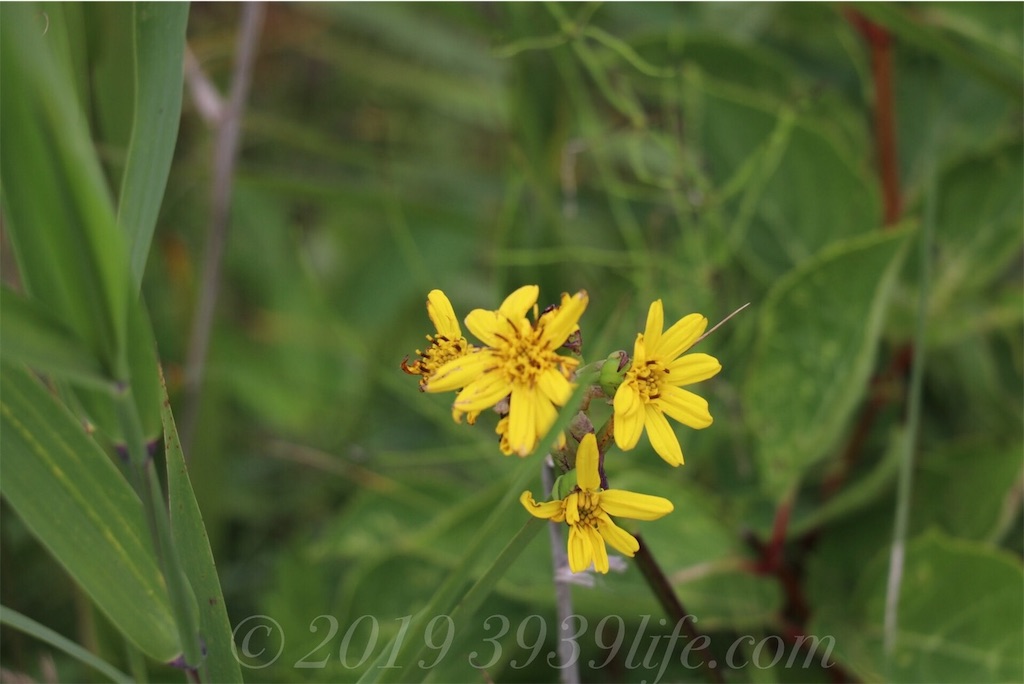 f:id:sakusaku-happy:20190820182516j:image