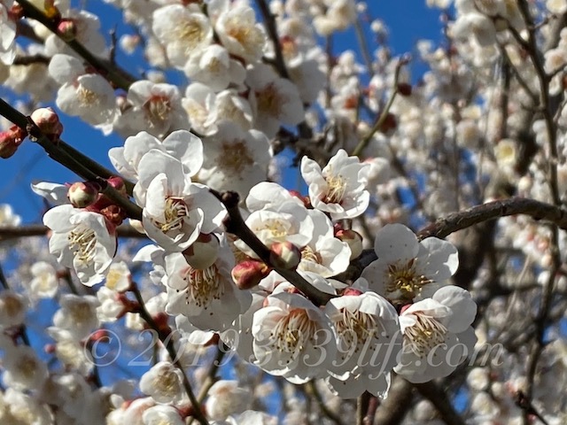 f:id:sakusaku-happy:20200210130855j:plain