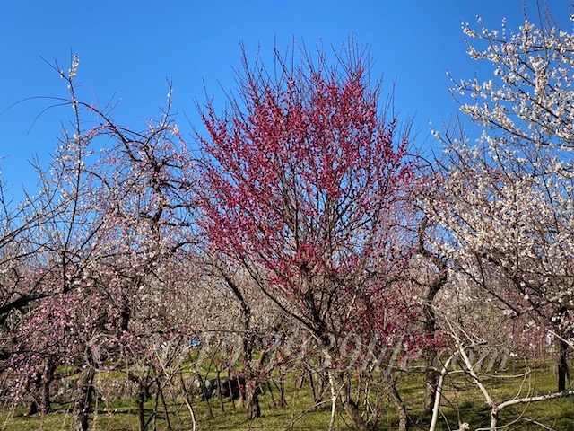 f:id:sakusaku-happy:20200210130906j:plain