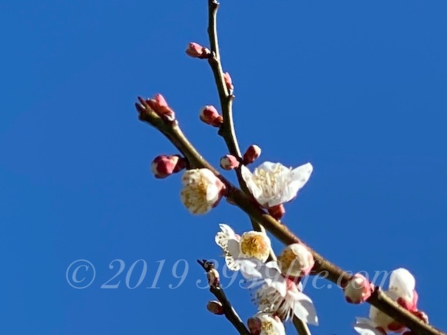 f:id:sakusaku-happy:20200210130919j:plain