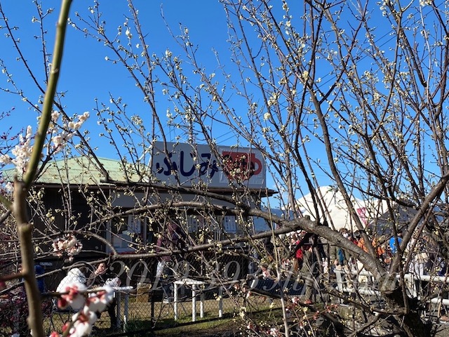 f:id:sakusaku-happy:20200210131012j:plain