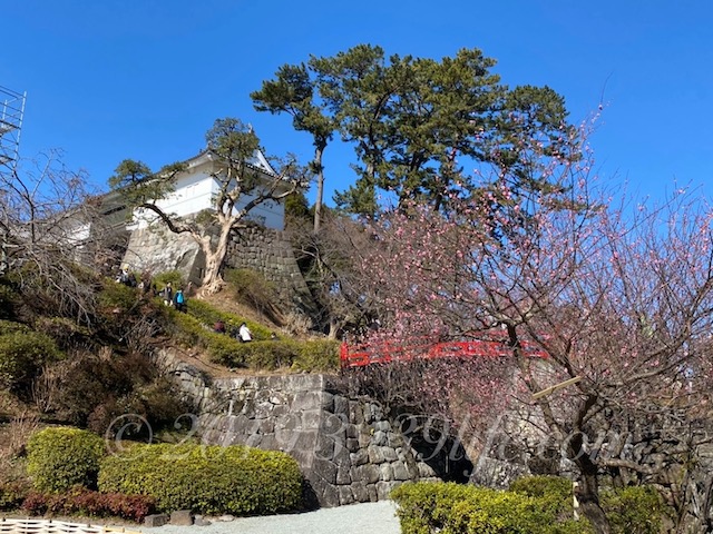 f:id:sakusaku-happy:20200210131035j:plain