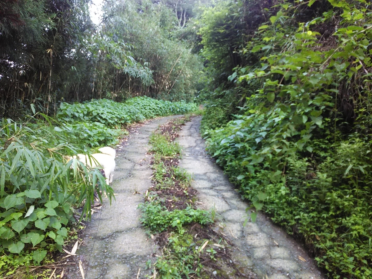 f:id:sakutamatengo:20200717131857j:plain f:id:sakutamatengo:20200717131857j:plain