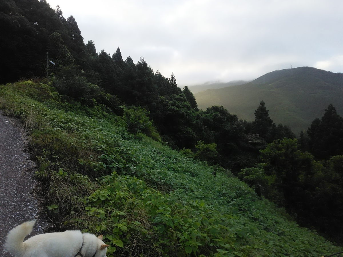 f:id:sakutamatengo:20200717132008j:plain f:id:sakutamatengo:20200717132008j:plain