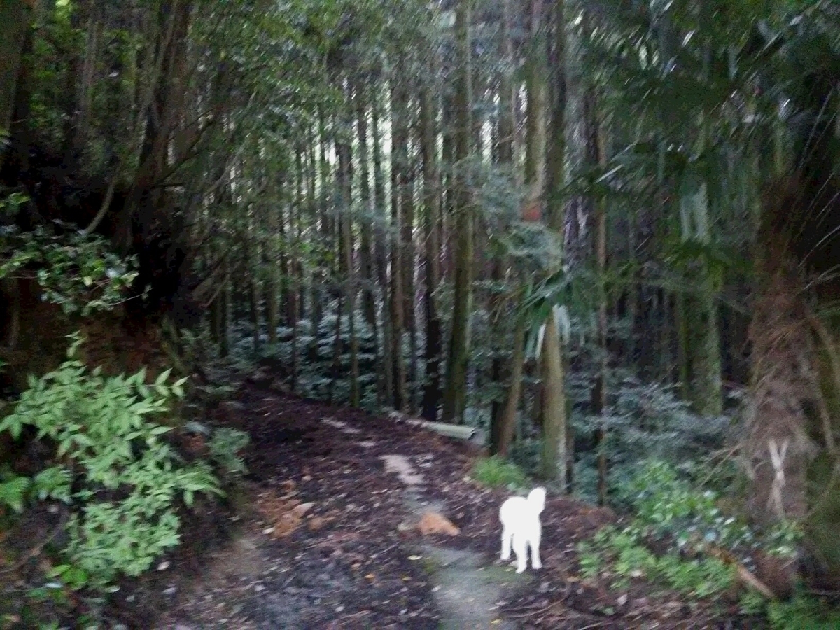 f:id:sakutamatengo:20200717132035j:plain f:id:sakutamatengo:20200717132035j:plain