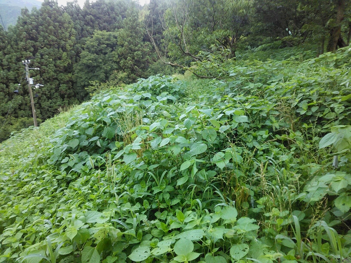 f:id:sakutamatengo:20200717133809j:plain f:id:sakutamatengo:20200717133809j:plain