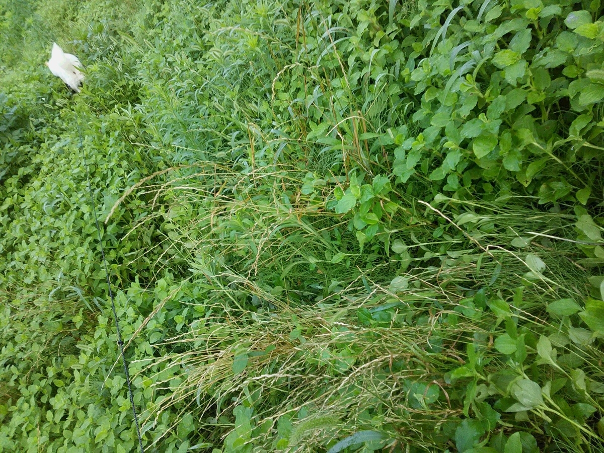 f:id:sakutamatengo:20200717134250j:plain f:id:sakutamatengo:20200717134250j:plain