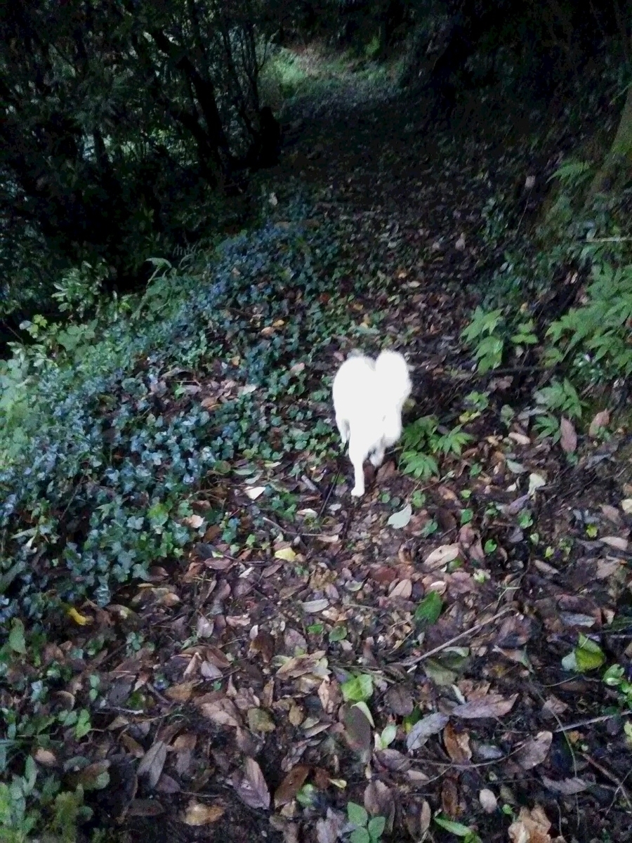 f:id:sakutamatengo:20200717134327j:plain f:id:sakutamatengo:20200717134327j:plain